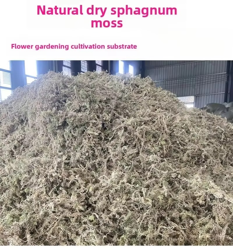 5KG Sphagnum Moss Bulk Compres - Sphagnum Moss Dry recension och pris